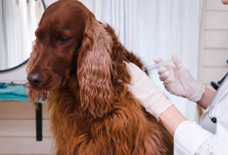 Dog Vaccinations in Saint Ann