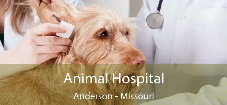 Animal Hospital Anderson - Missouri