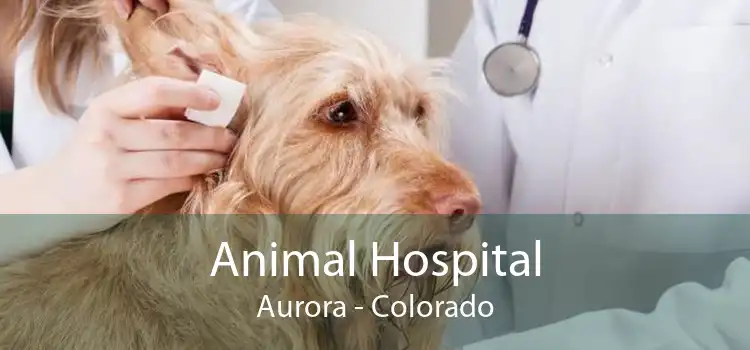 Animal Hospital Aurora - Colorado