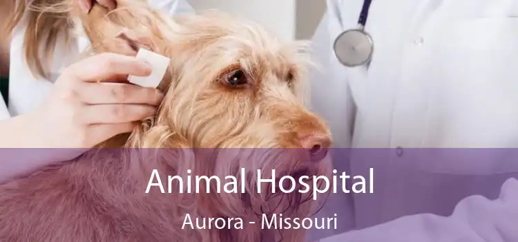Animal Hospital Aurora - Missouri