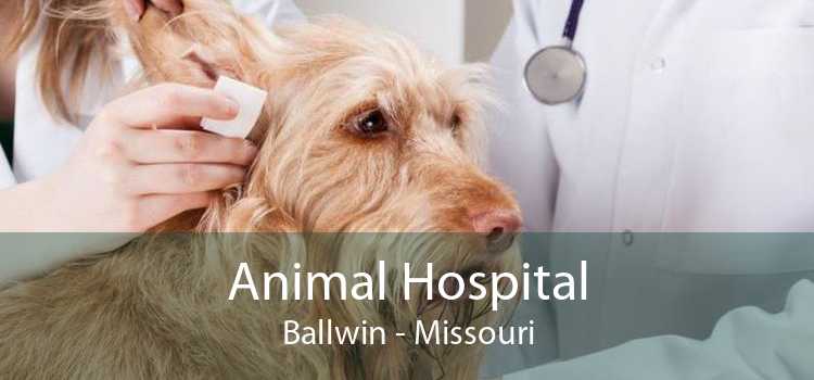 Animal Hospital Ballwin - Missouri