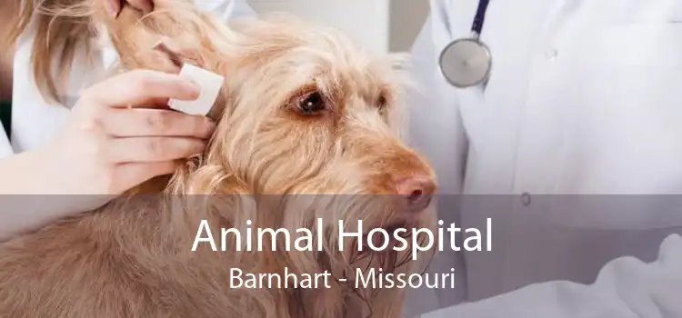 Animal Hospital Barnhart - Missouri