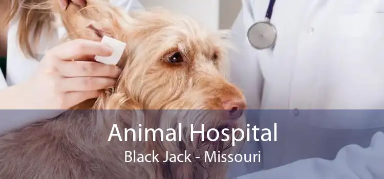 Animal Hospital Black Jack - Missouri