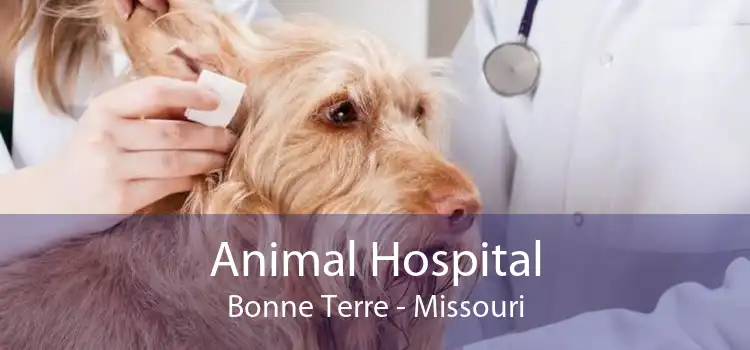 Animal Hospital Bonne Terre - Missouri