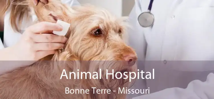 Animal Hospital Bonne Terre - Missouri