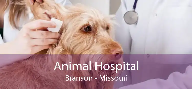 Animal Hospital Branson - Missouri