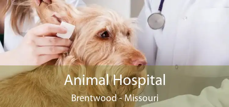 Animal Hospital Brentwood - Missouri