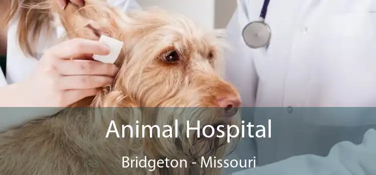 Animal Hospital Bridgeton - Missouri