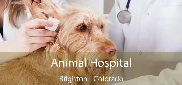 Animal Hospital Brighton - Colorado