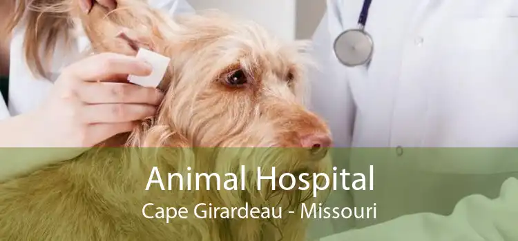 Animal Hospital Cape Girardeau - Missouri