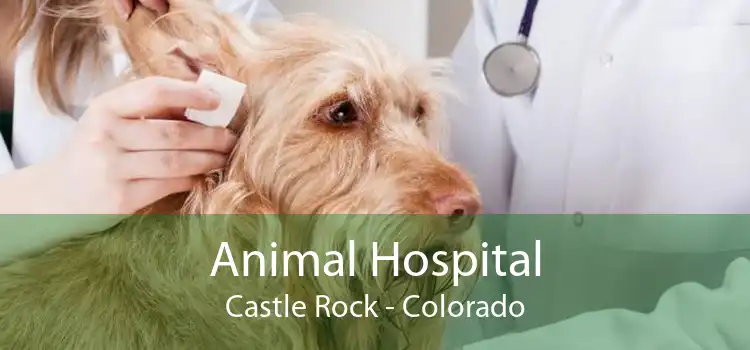 Animal Hospital Castle Rock - Colorado