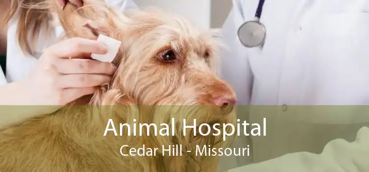 Animal Hospital Cedar Hill - Missouri