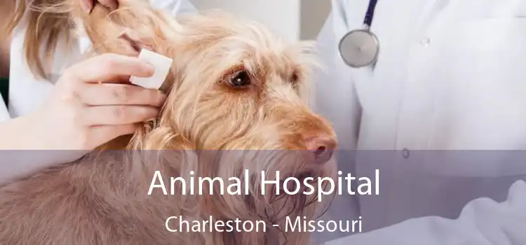 Animal Hospital Charleston - Missouri