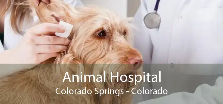 Animal Hospital Colorado Springs - Colorado