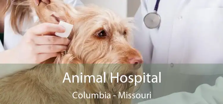 Animal Hospital Columbia - Missouri