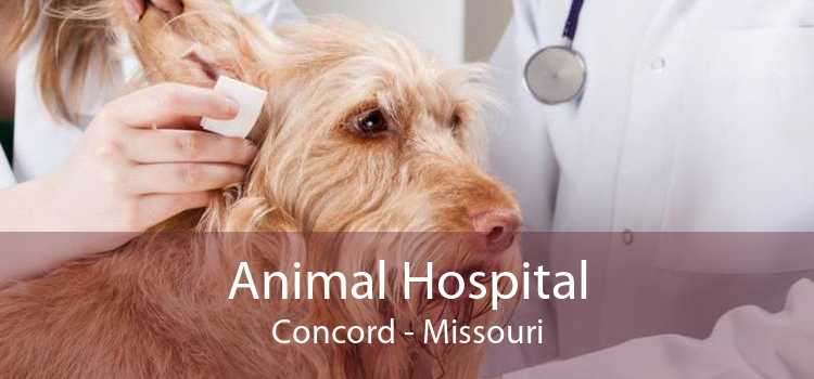 Animal Hospital Concord - Missouri