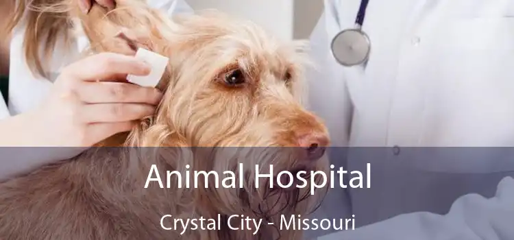 Animal Hospital Crystal City - Missouri