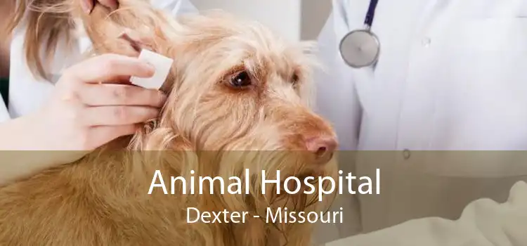 Animal Hospital Dexter - Missouri