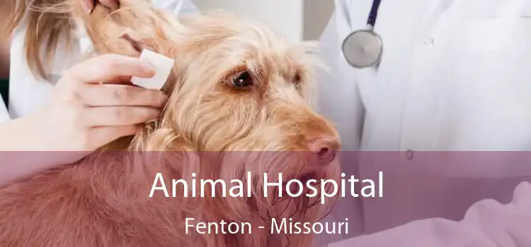 Animal Hospital Fenton - Missouri