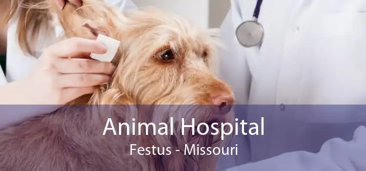 Animal Hospital Festus - Missouri