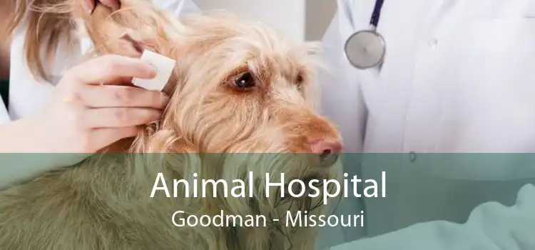 Animal Hospital Goodman - Missouri