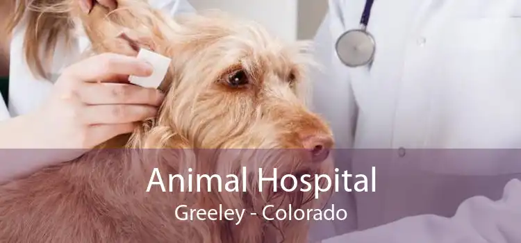 Animal Hospital Greeley - Colorado