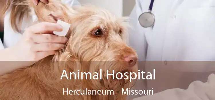Animal Hospital Herculaneum - Missouri