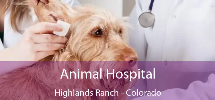 Animal Hospital Highlands Ranch - Colorado