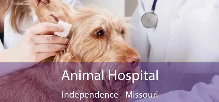 Animal Hospital Independence - Missouri