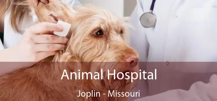 Animal Hospital Joplin - Missouri