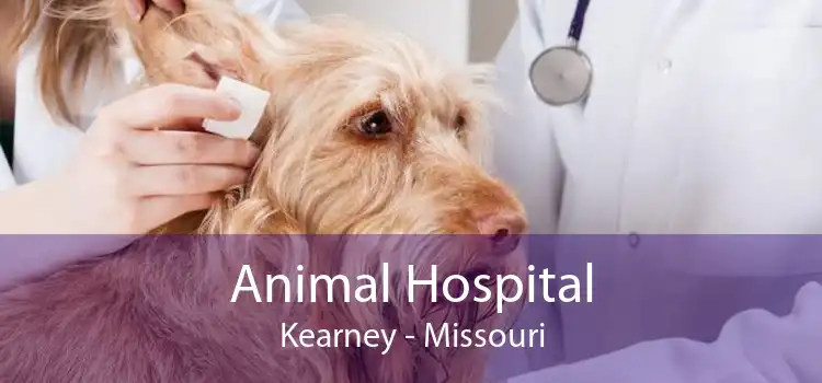 Animal Hospital Kearney - Missouri