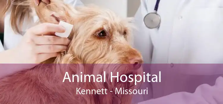 Animal Hospital Kennett - Missouri