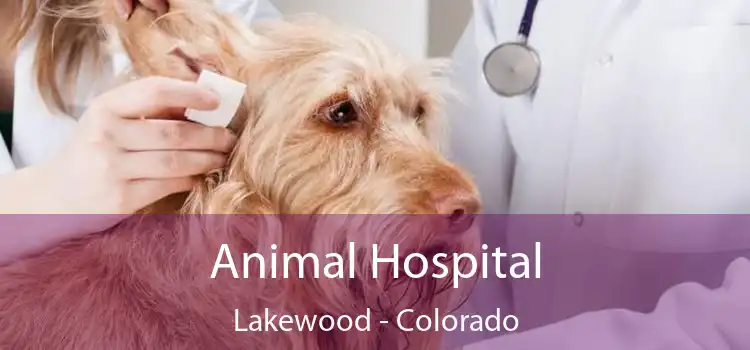 Animal Hospital Lakewood - Colorado