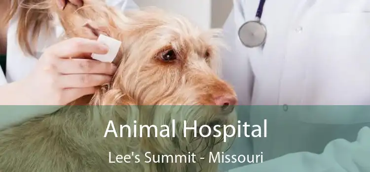 Animal Hospital Lee's Summit - Missouri