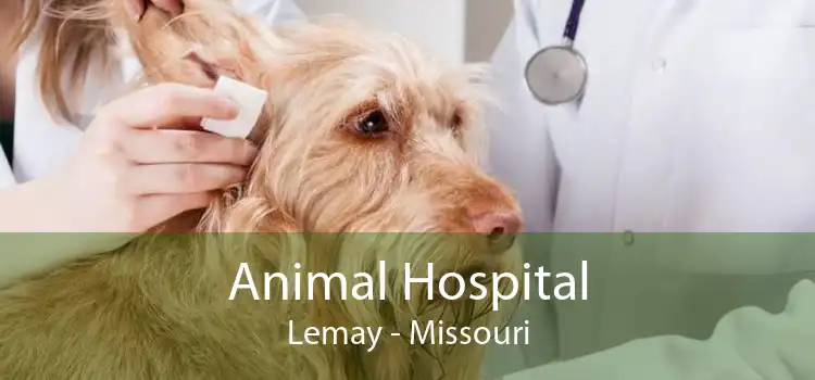 Animal Hospital Lemay - Missouri