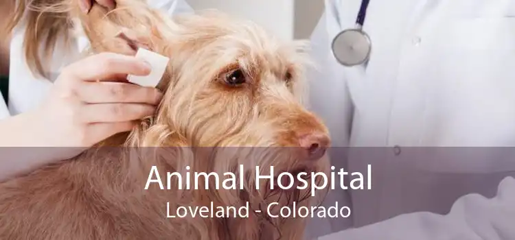 Animal Hospital Loveland - Colorado