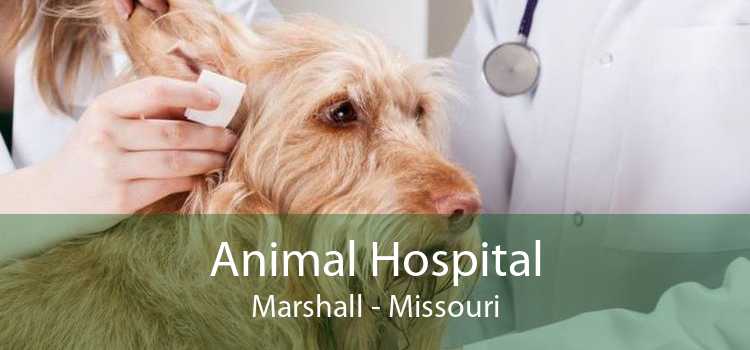Animal Hospital Marshall - Missouri