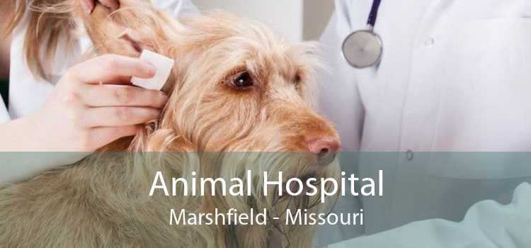 Animal Hospital Marshfield - Missouri