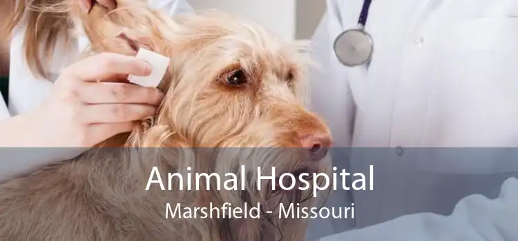 Animal Hospital Marshfield - Missouri