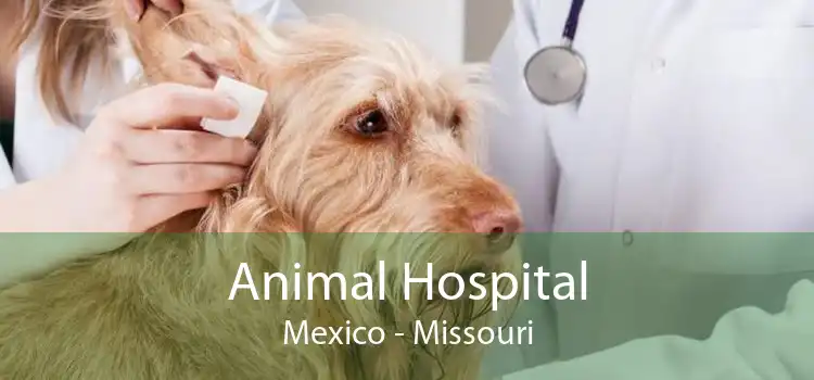 Animal Hospital Mexico - Missouri