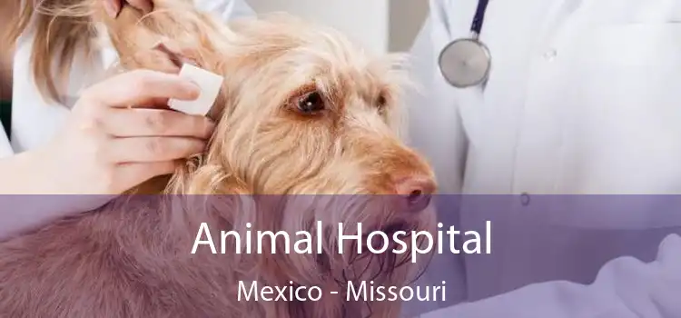 Animal Hospital Mexico - Missouri
