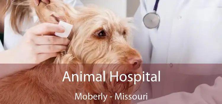 Animal Hospital Moberly - Missouri