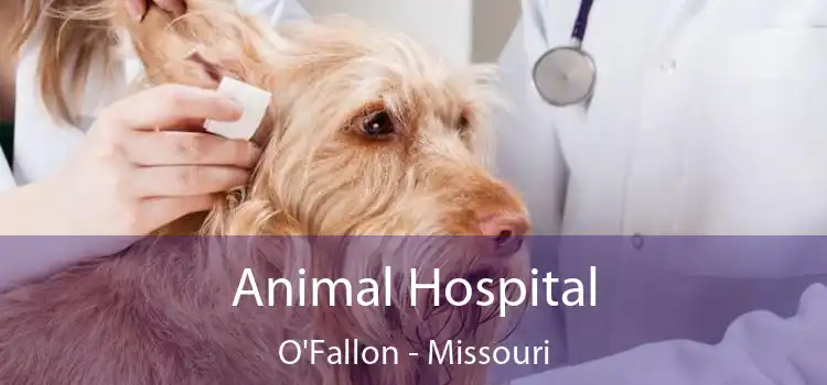 Animal Hospital O'Fallon - Missouri