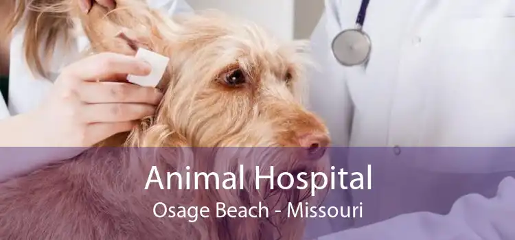 Animal Hospital Osage Beach - Missouri