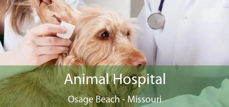 Animal Hospital Osage Beach - Missouri