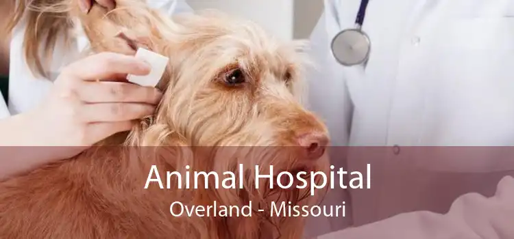 Animal Hospital Overland - Missouri
