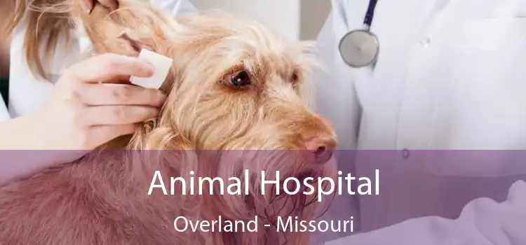 Animal Hospital Overland - Missouri