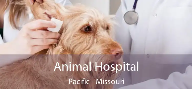 Animal Hospital Pacific - Missouri
