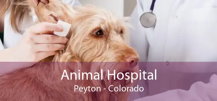 Animal Hospital Peyton - Colorado