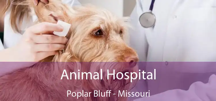 Animal Hospital Poplar Bluff - Missouri